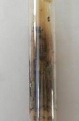 禾穀絲核菌 禾穀絲核菌