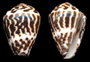 加勒底芋螺 加勒底芋螺