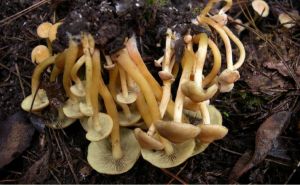 叢生韌黑傘 叢生韌黑傘