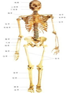 人體骨骼