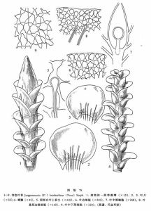 變色葉苔 變色葉苔