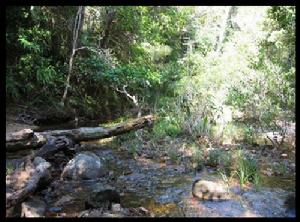 尖峰嶺自然保護區