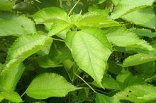 苧麻花[苧麻花]