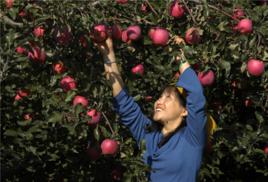 張山營村 張山營村