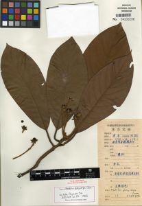 扁果潤楠 扁果潤楠