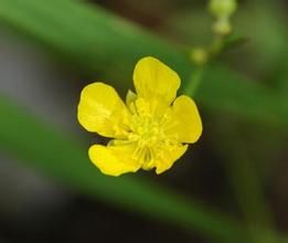 白山毛茛 白山毛茛