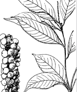 越南石櫟 越南石櫟