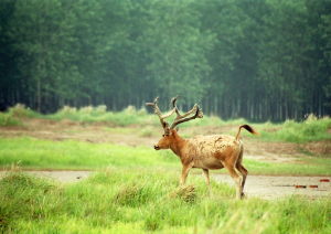 江蘇大豐麋鹿國家自然保護區