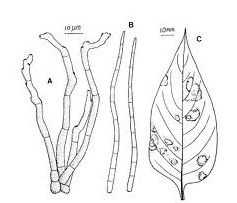 青葙尾孢 青葙尾孢
