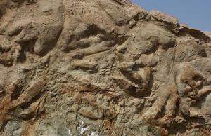 恐龍足跡化石 恐龍足跡化石