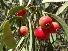 待採摘的框檔果實