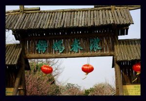 梅塢春濃 梅塢春濃