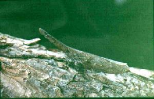 中華鼻蠟蟬 中華鼻蠟蟬