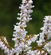 台灣泡桐葉 台灣泡桐葉