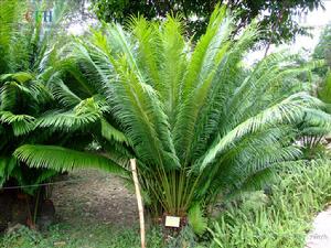 四川蘇鐵 四川蘇鐵