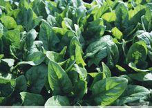 龍坪鎮[湖北省襄陽市保康縣龍坪鎮]