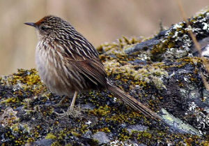 蓬尾卡納灶鳥 蓬尾卡納灶鳥