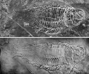 霸王肋鱗魚 霸王肋鱗魚