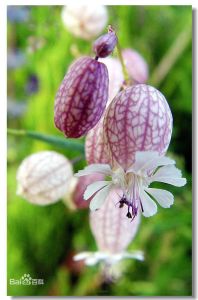 不丹蠅子草 不丹蠅子草