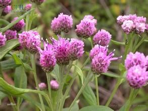 翼莖風毛菊 翼莖風毛菊