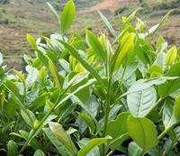 黃山名茶 黃山名茶