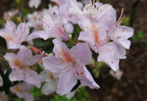 基毛杜鵑 基毛杜鵑