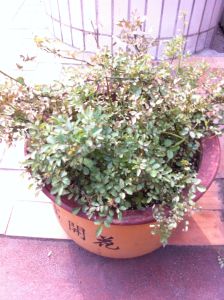 觀賞植物 觀賞植物