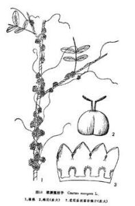 歐洲菟絲子 歐洲菟絲子