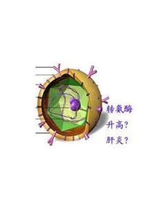 谷丙轉氨酶偏高 谷丙轉氨酶偏高