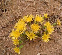 灰枝鴉蔥 灰枝鴉蔥