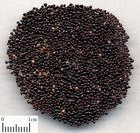 臭黃荊子[臭黃荊子]