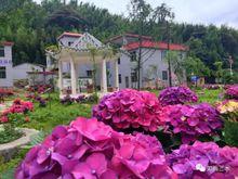 紅心村繡球花開