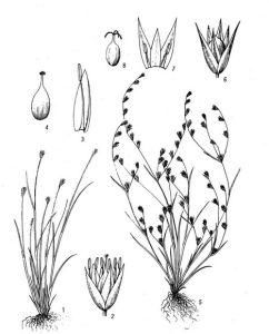 阿勒泰燈心草 阿勒泰燈心草