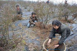 留守婦女的春天