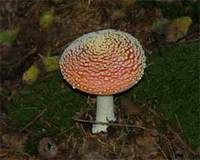 擔子菌門 擔子菌門