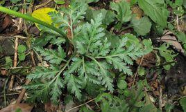 獨腳金雞 獨腳金雞