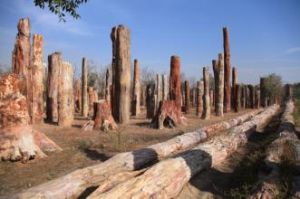 新疆·野馬古生態園 新疆·野馬古生態園