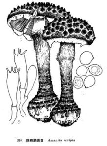 刻鱗鵝膏菌 刻鱗鵝膏菌