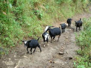 抗魯村畜牧養殖業