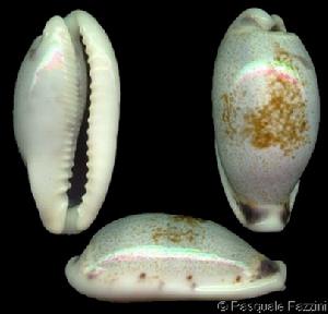 西非瑪瑙寶螺 西非瑪瑙寶螺