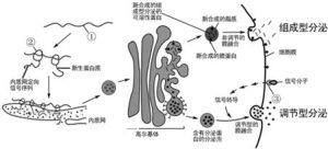 組成型分泌途徑 組成型分泌途徑