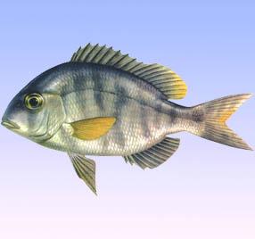 灰裸頂鯛 灰裸頂鯛