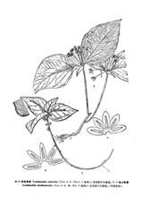 岩居香草(原變種) 岩居香草(原變種)