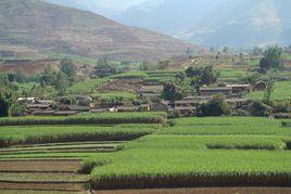 白土坡村[雲南陸良縣大莫古鎮下轄村]