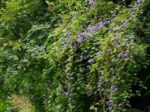 大果飛蛾藤（原變種） 