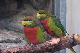 馬呈氏吸蜜鸚鵡指名亞種 馬呈氏吸蜜鸚鵡指名亞種