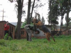 始祖犬屬 始祖犬屬