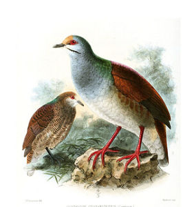 黃額鶉鳩 黃額鶉鳩