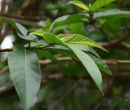 雞嗉子根 雞嗉子根