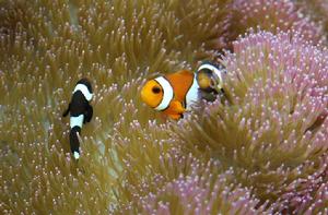 小丑魚[鱸形目雀鯛科海葵亞科魚類俗稱]